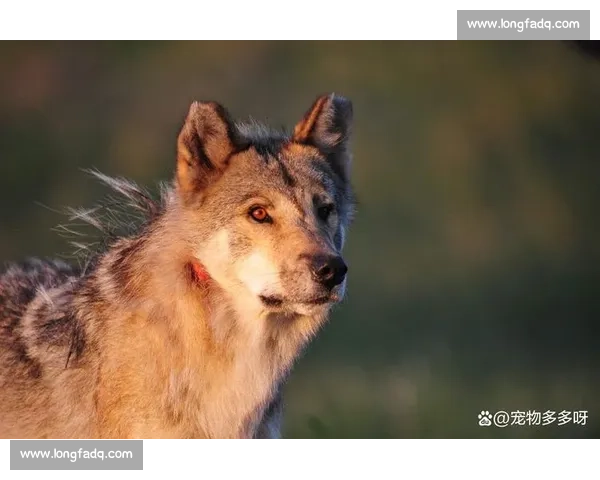 狼群围猎对抗熊王生死决斗一场自然界的力量与智慧较量